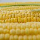 В Петербурге Управление Россельхознадзора предотвратило ввоз 20 тонн кукурузной крупы, не отвечающей требованиям Технических регламентов Таможенного союза