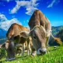На российско-латвийской границе в Псковской области Управление Россельхознадзора запретило ввоз 4 тонн кормовой добавки для крупного рогатого скота